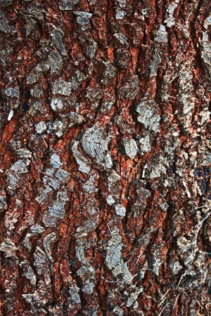 Pine Tree Bark On Trunk